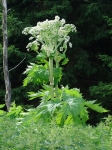Apiaceae - miříkovité